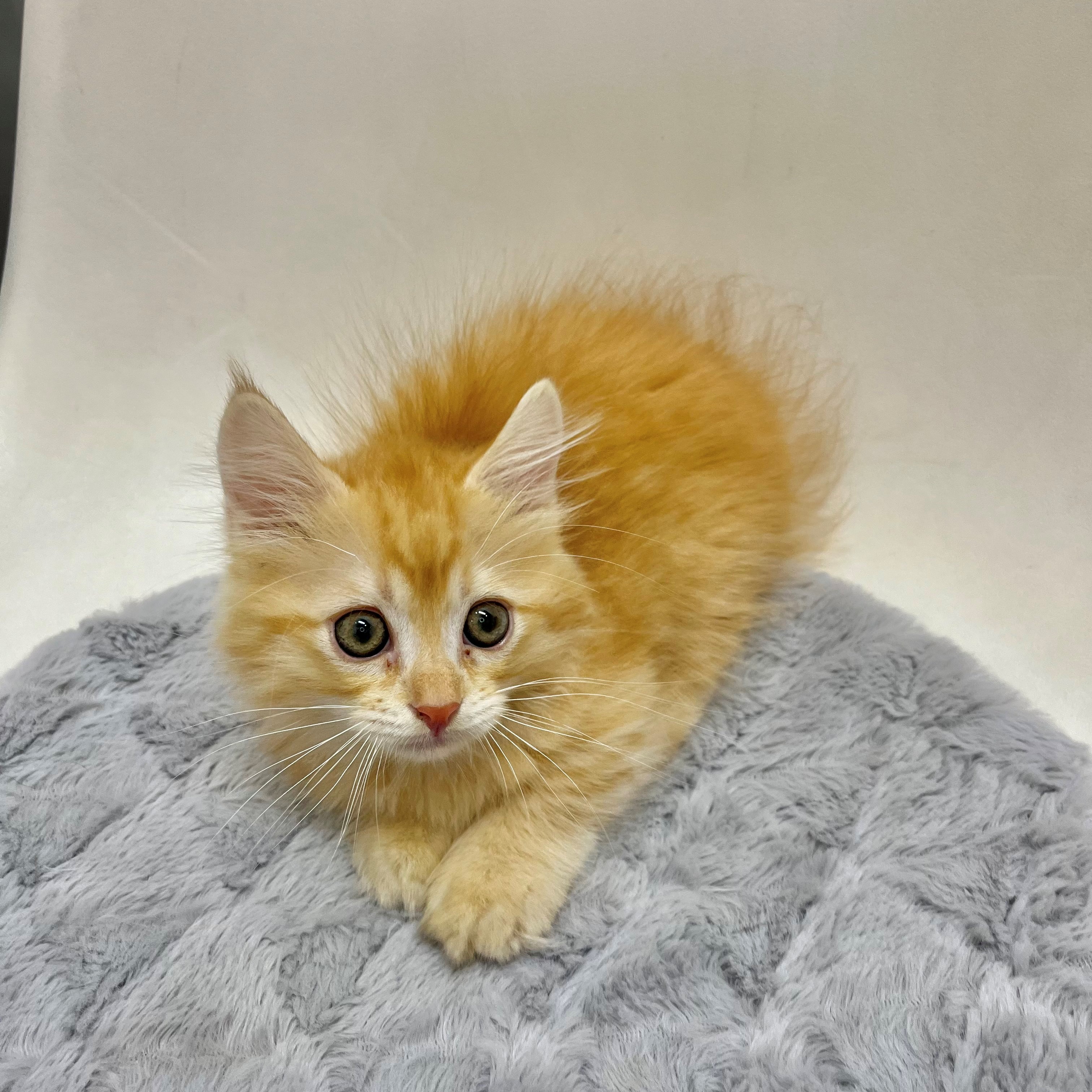 💛今週の新人さんをご紹介💚～ペットショップWE ARE Oneモザイクモール